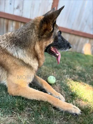 6-12 months Female Purebred German Shepherd