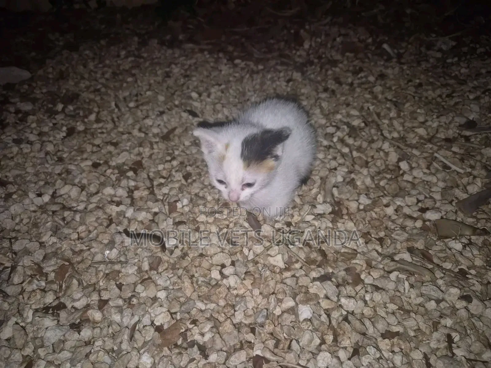 1-3 months Female Purebred Manx