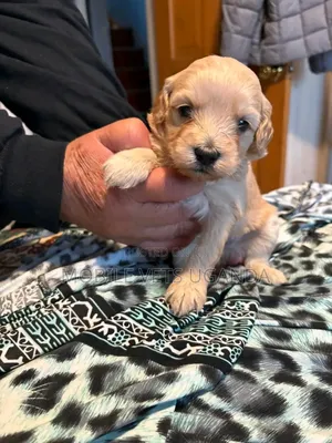 1-3 months Female Purebred Maltese