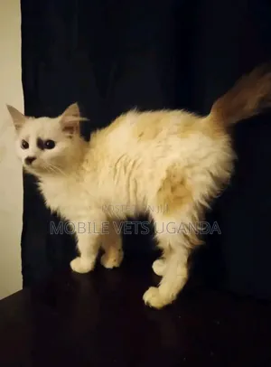 3-6 months Female Purebred European Burmese
