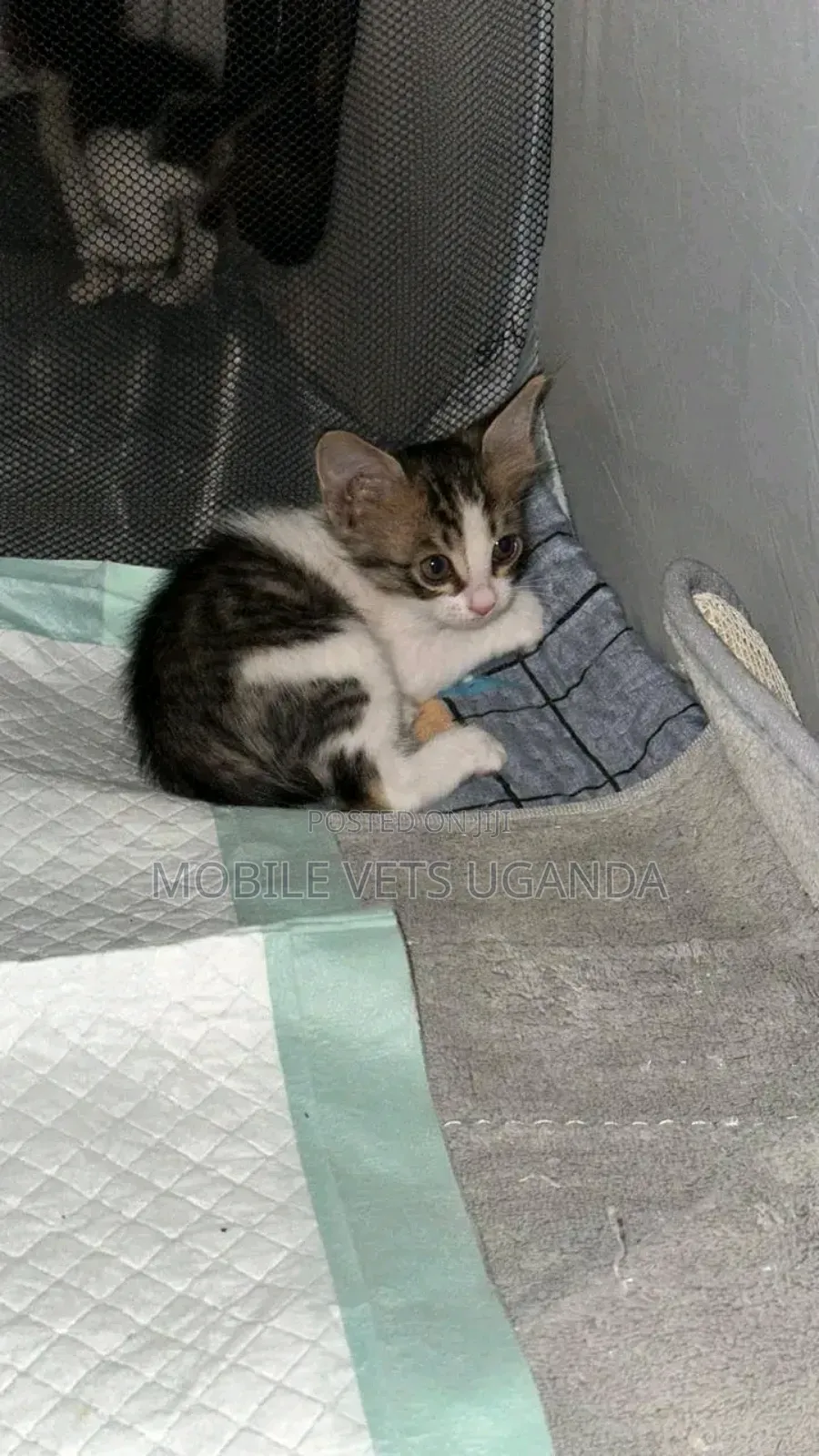 1-3 months Female Purebred British Shorthair