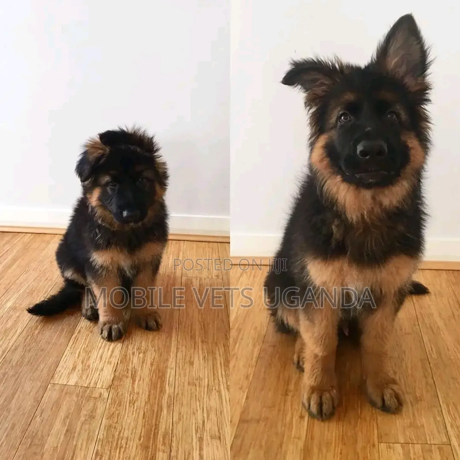 1-3 months Male Purebred German Shepherd