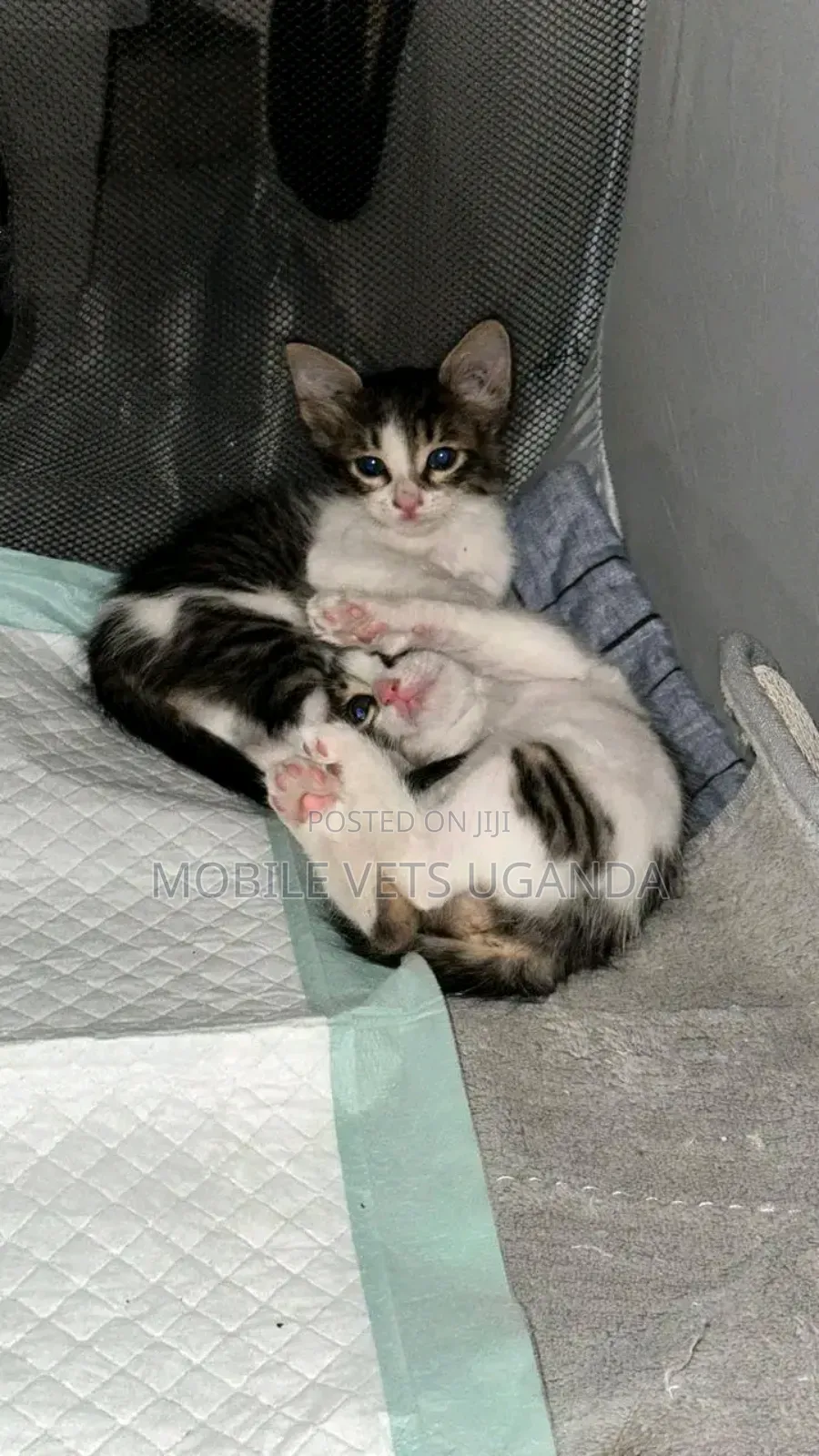 3-6 months Female Purebred Singapura