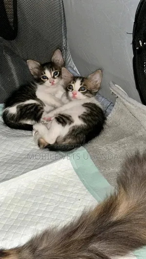 3-6 months Male Purebred Oriental