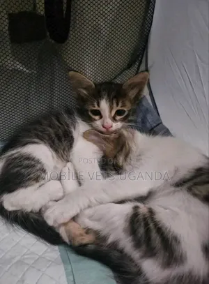 0-1 month Female Purebred Turkish Van
