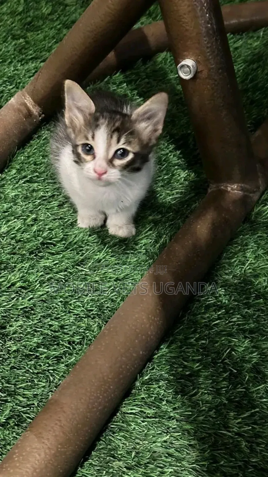 3-6 months Male Purebred Singapura