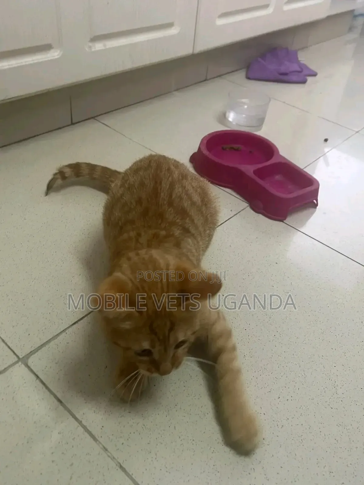 3-6 months Female Purebred Tonkinese