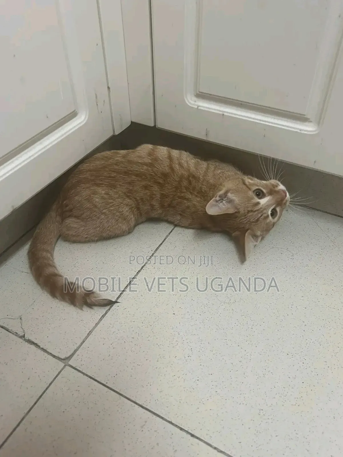 3-6 months Male Purebred Bombay