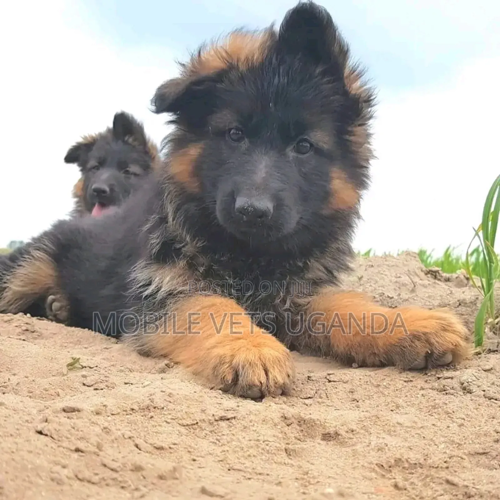 1-3 months Male Purebred German Shepherd