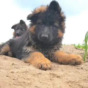 1-3 months Male Purebred German Shepherd