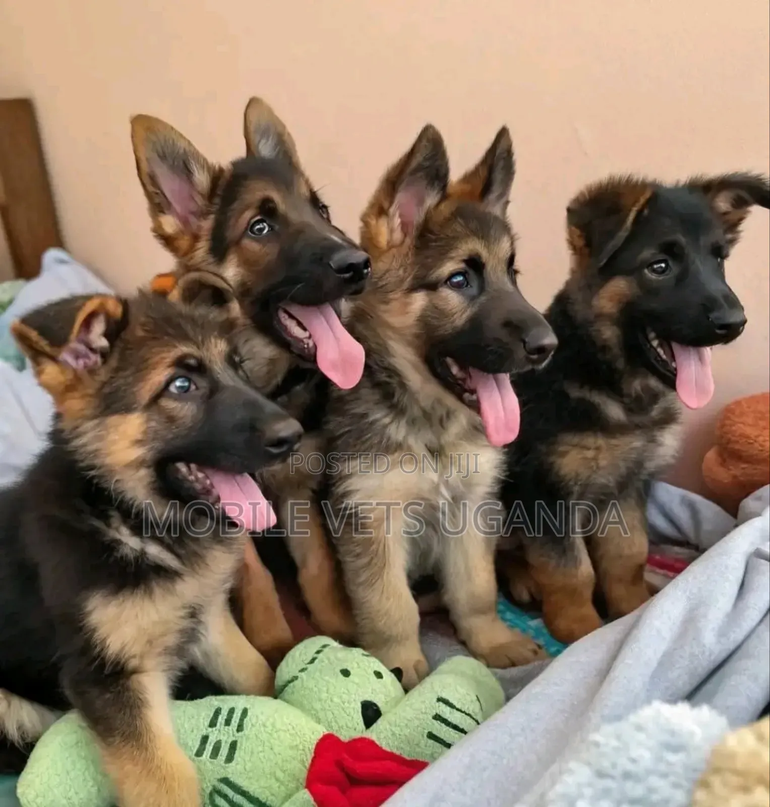3-6 months Female Purebred German Shepherd