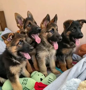 3-6 months Female Purebred German Shepherd