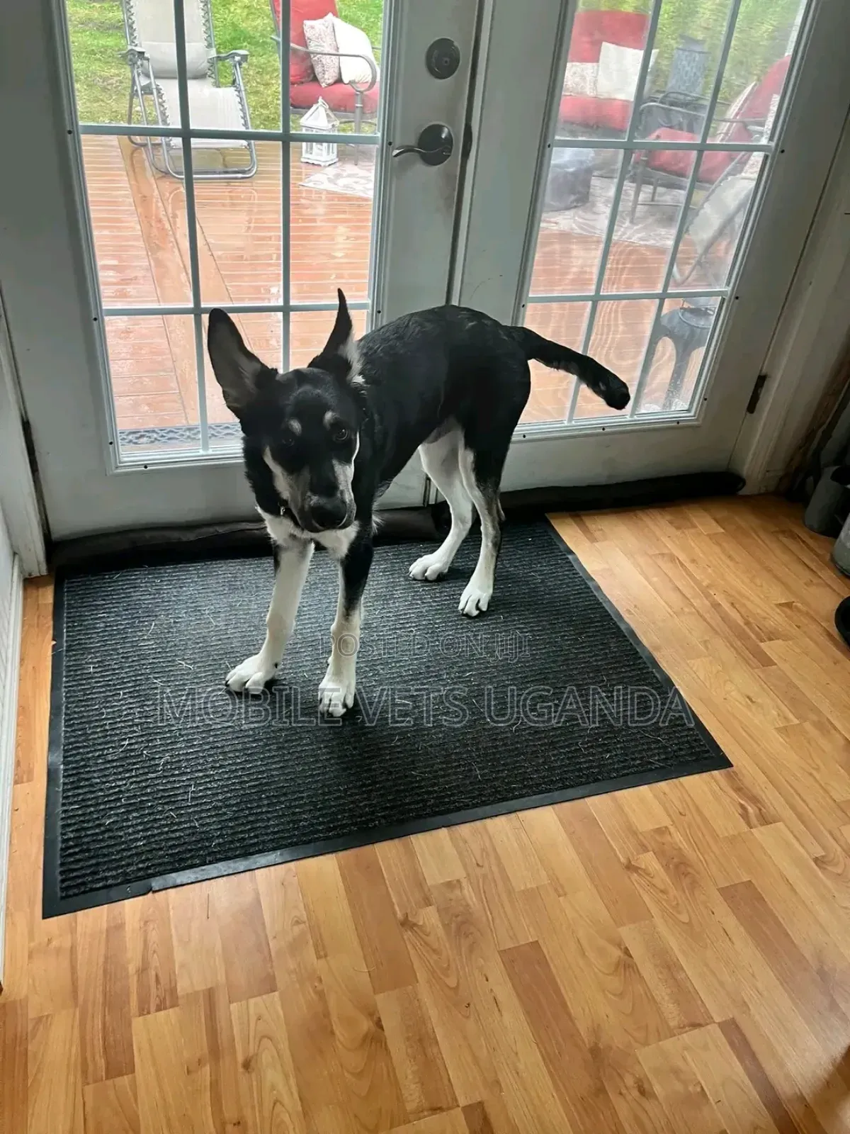 3-6 months Male Purebred German Shepherd