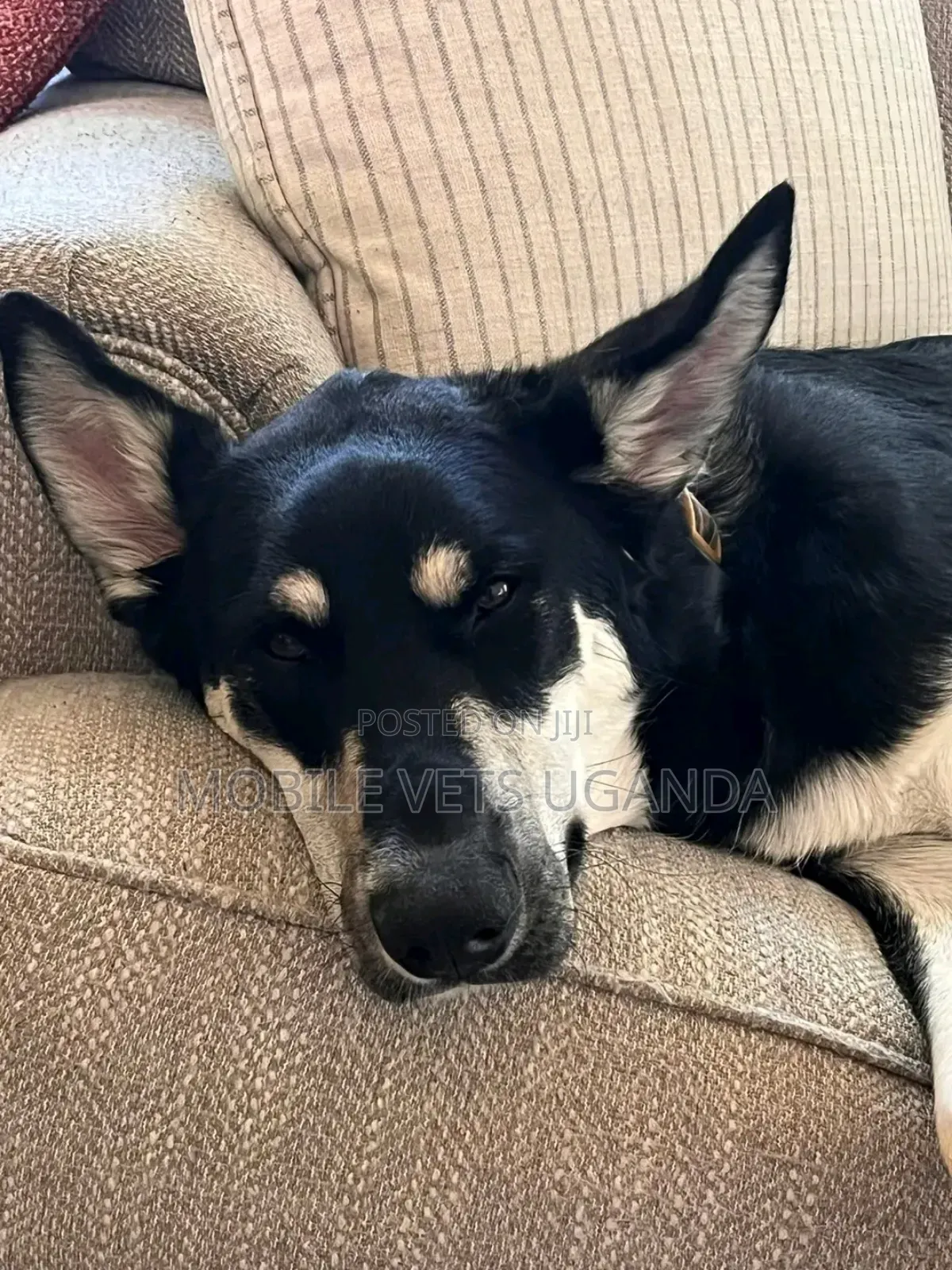 6-12 months Female Purebred German Shepherd