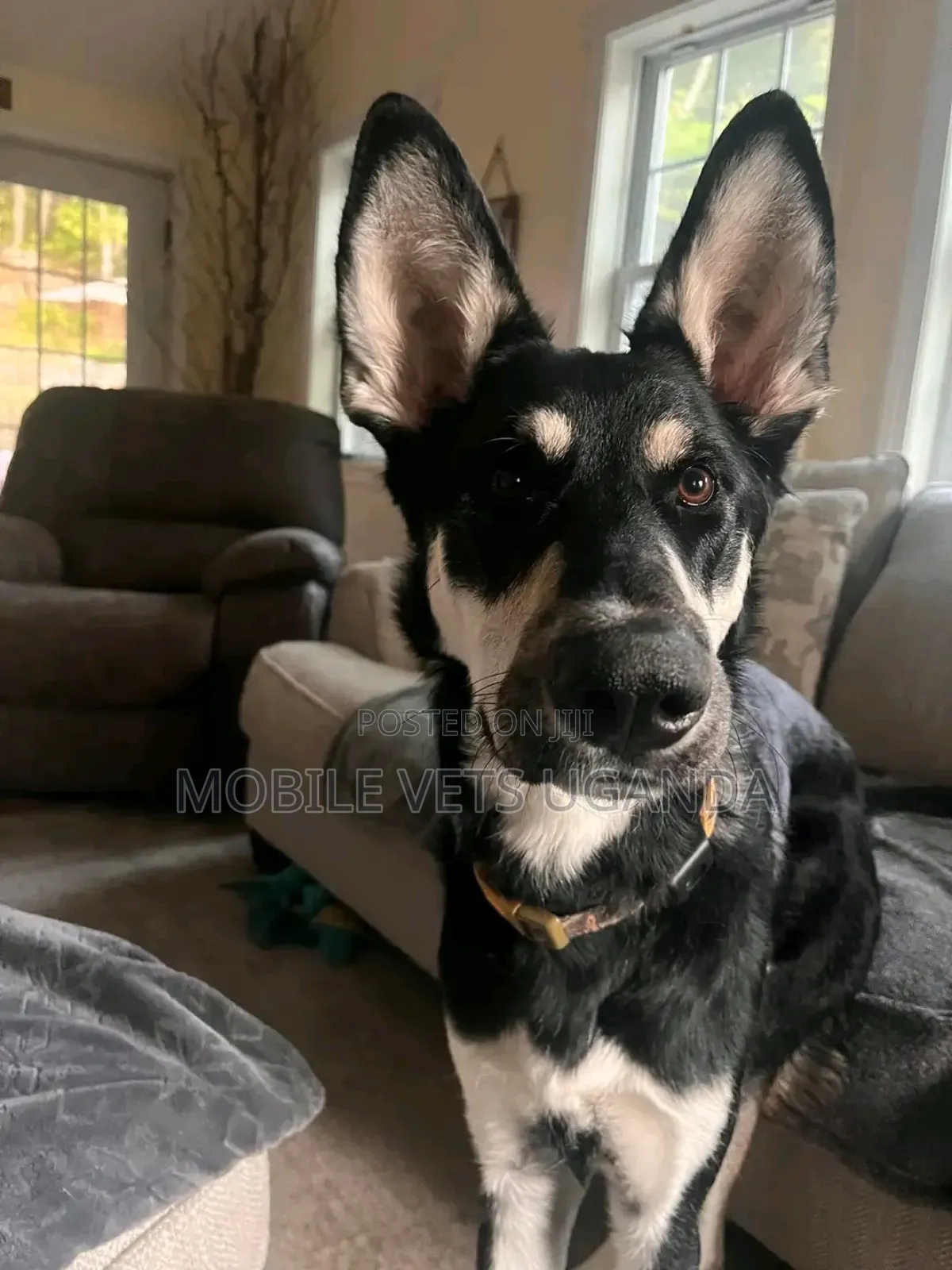 3-6 months Male Purebred German Shepherd