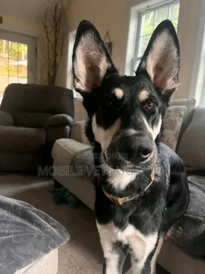 3-6 months Male Purebred German Shepherd
