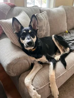 1+ year Female Purebred German Shepherd