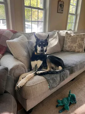 6-12 months Male Purebred German Shepherd