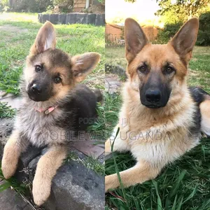 1-3 months Male Purebred German Shepherd