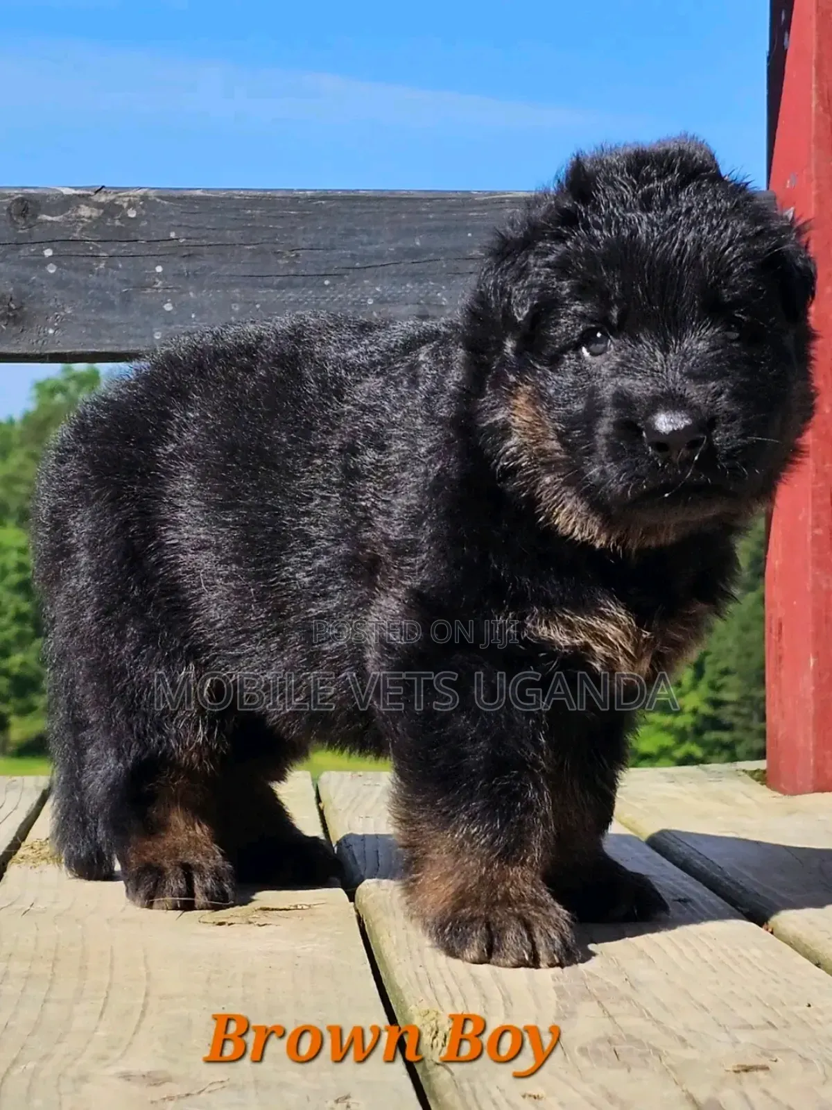 0-1 month Male Purebred German Shepherd