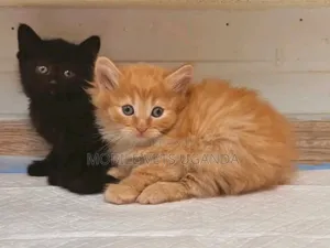 1-3 months Female Purebred British Shorthair