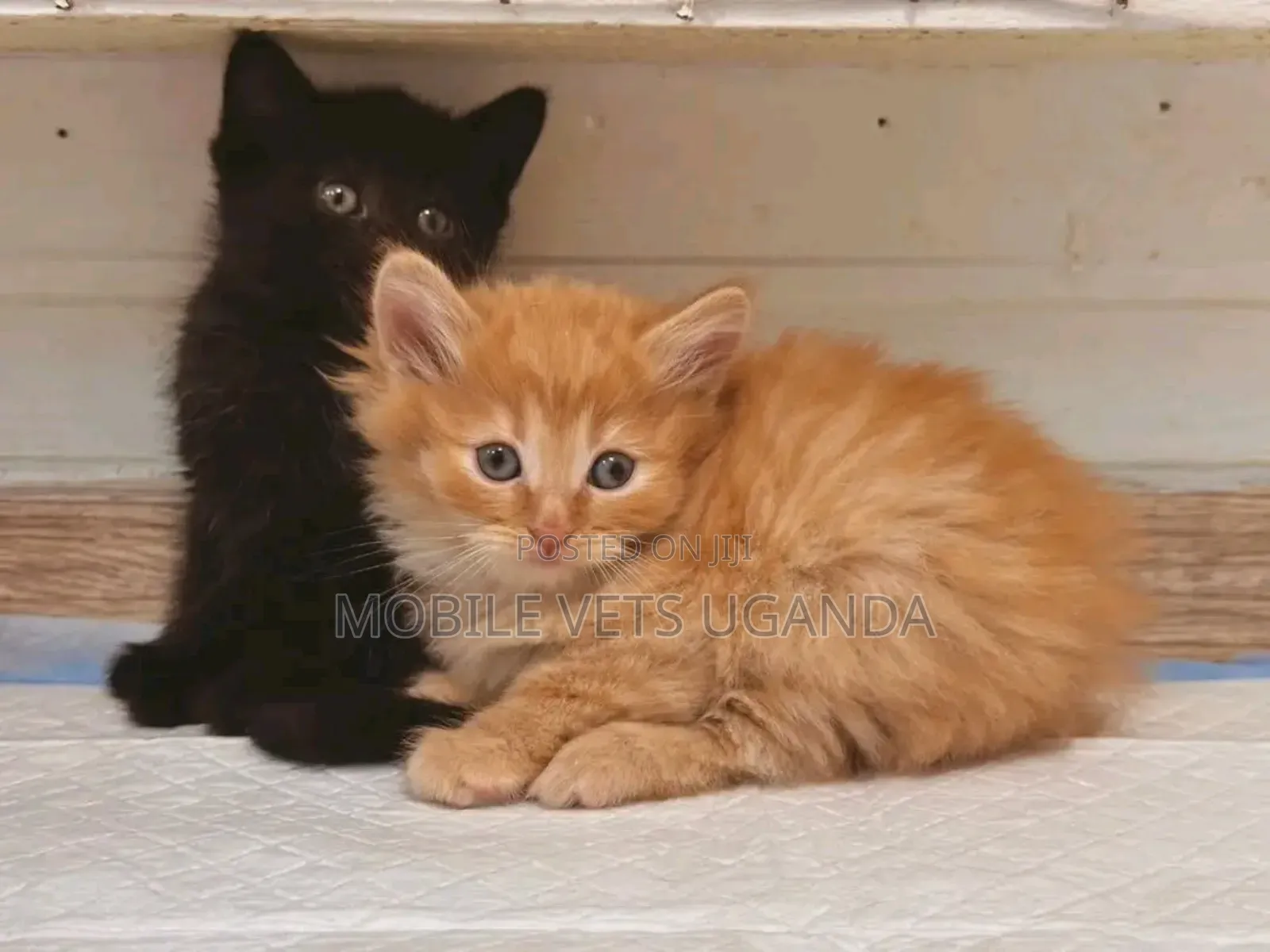 0-1 month Female Purebred European Burmese