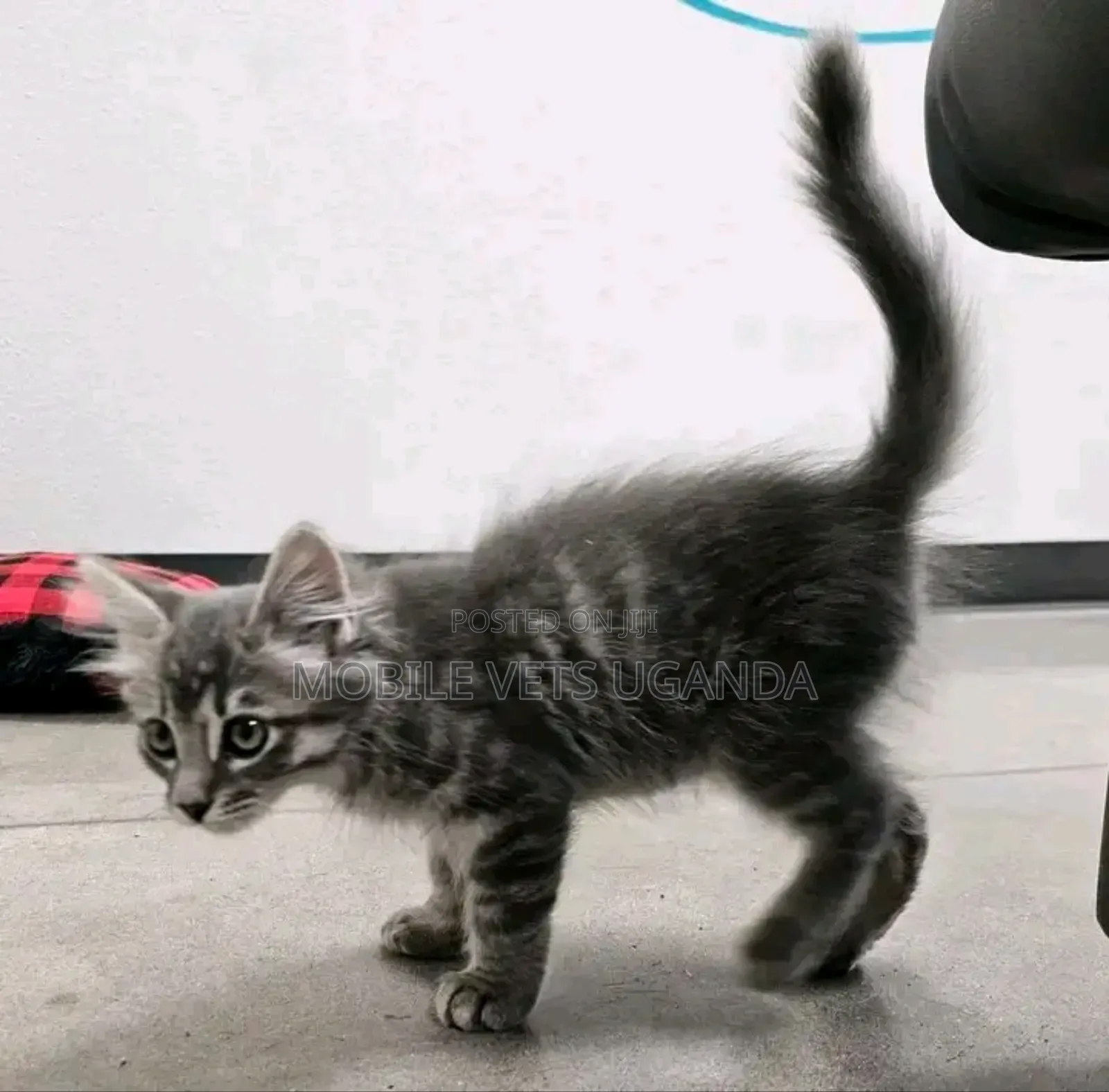 1-3 months Female Purebred Bengal