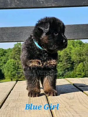 1-3 months Female Purebred German Shepherd