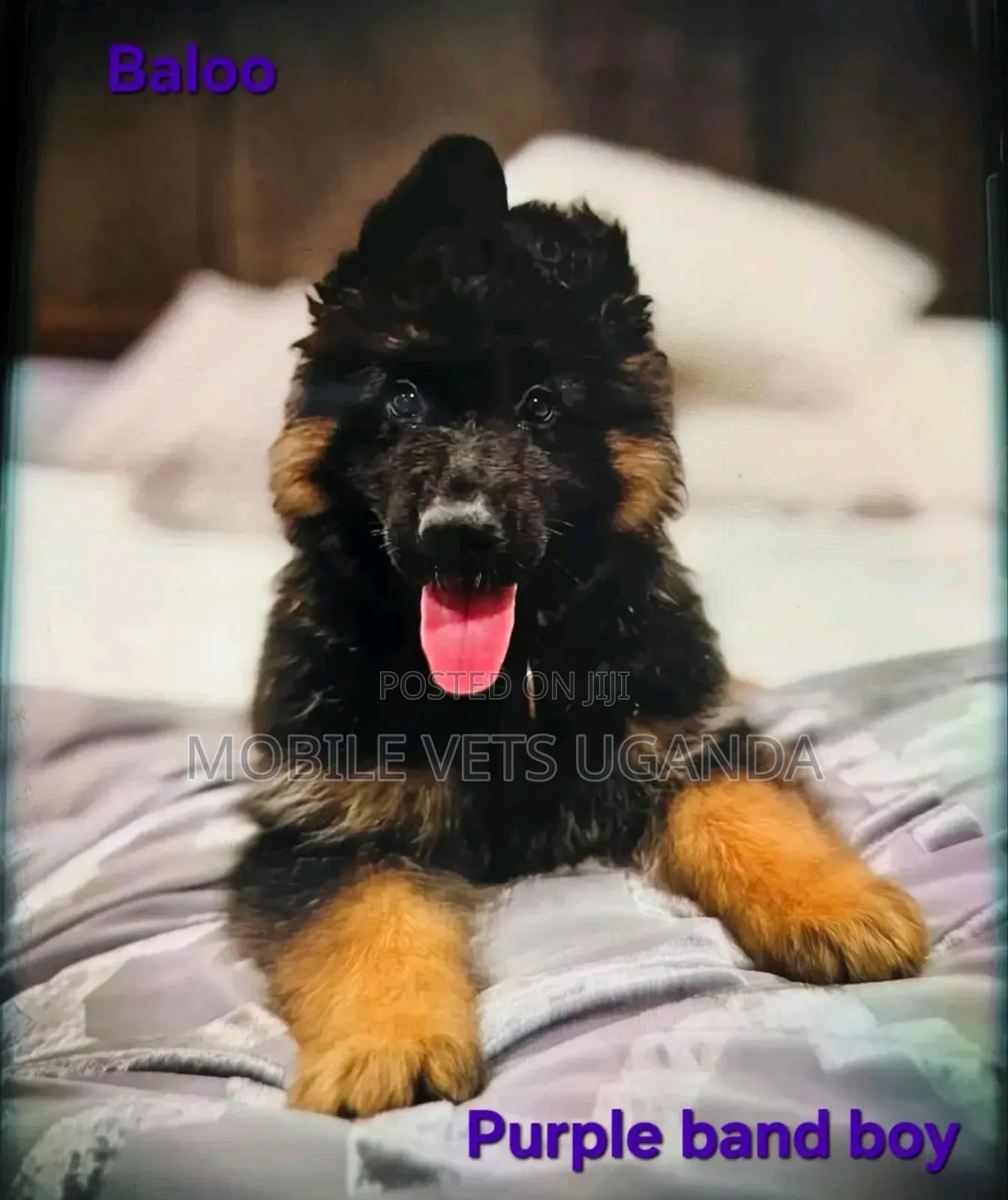 3-6 months Female Purebred German Shepherd