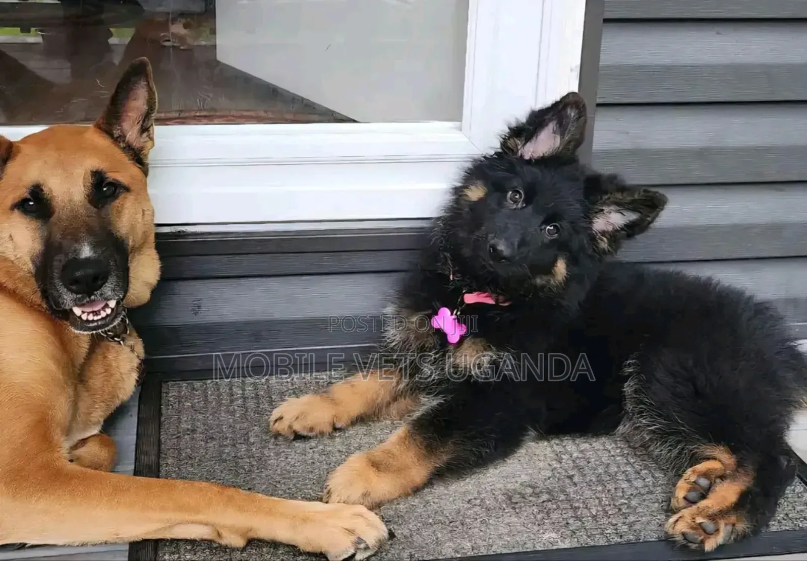 3-6 months Female Purebred German Shepherd