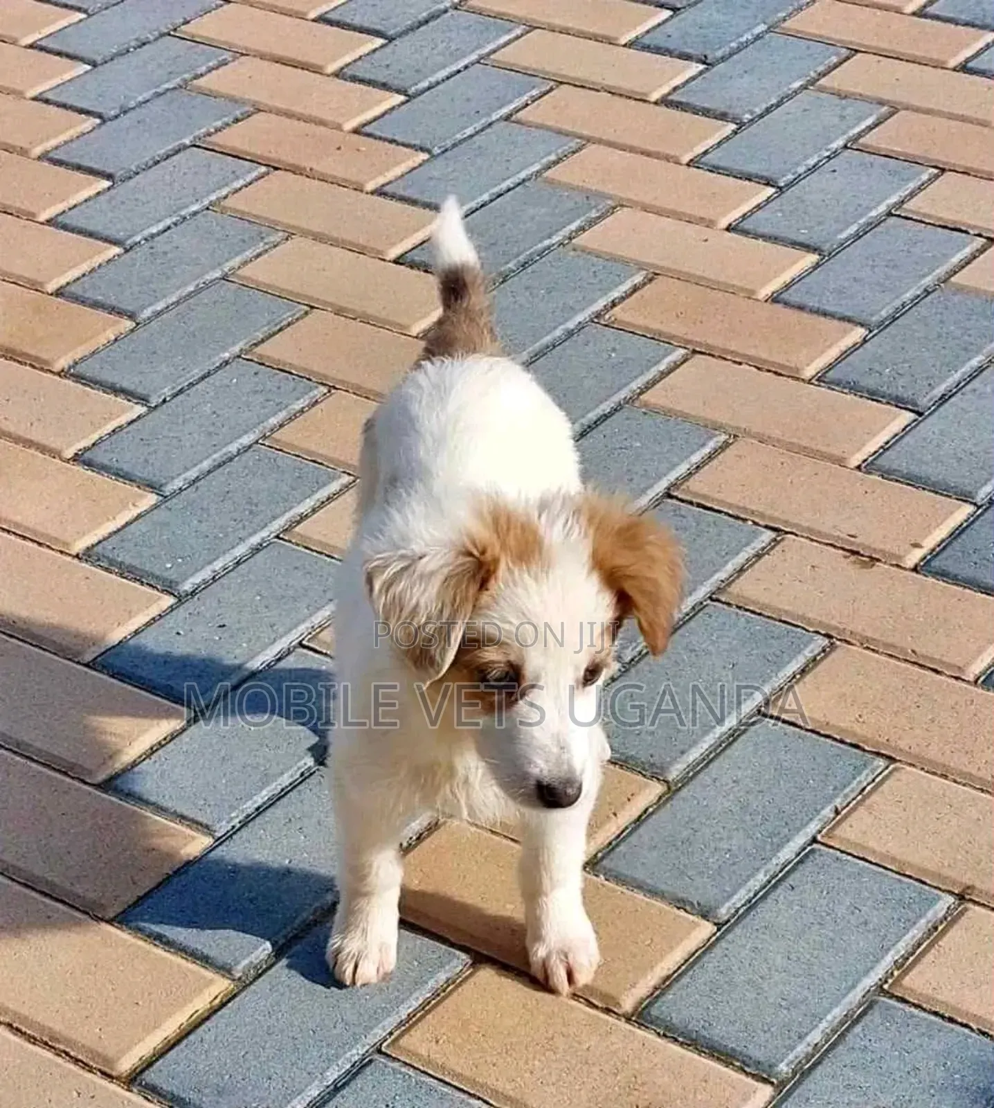 3-6 months Female Purebred Jack Russell Terrier