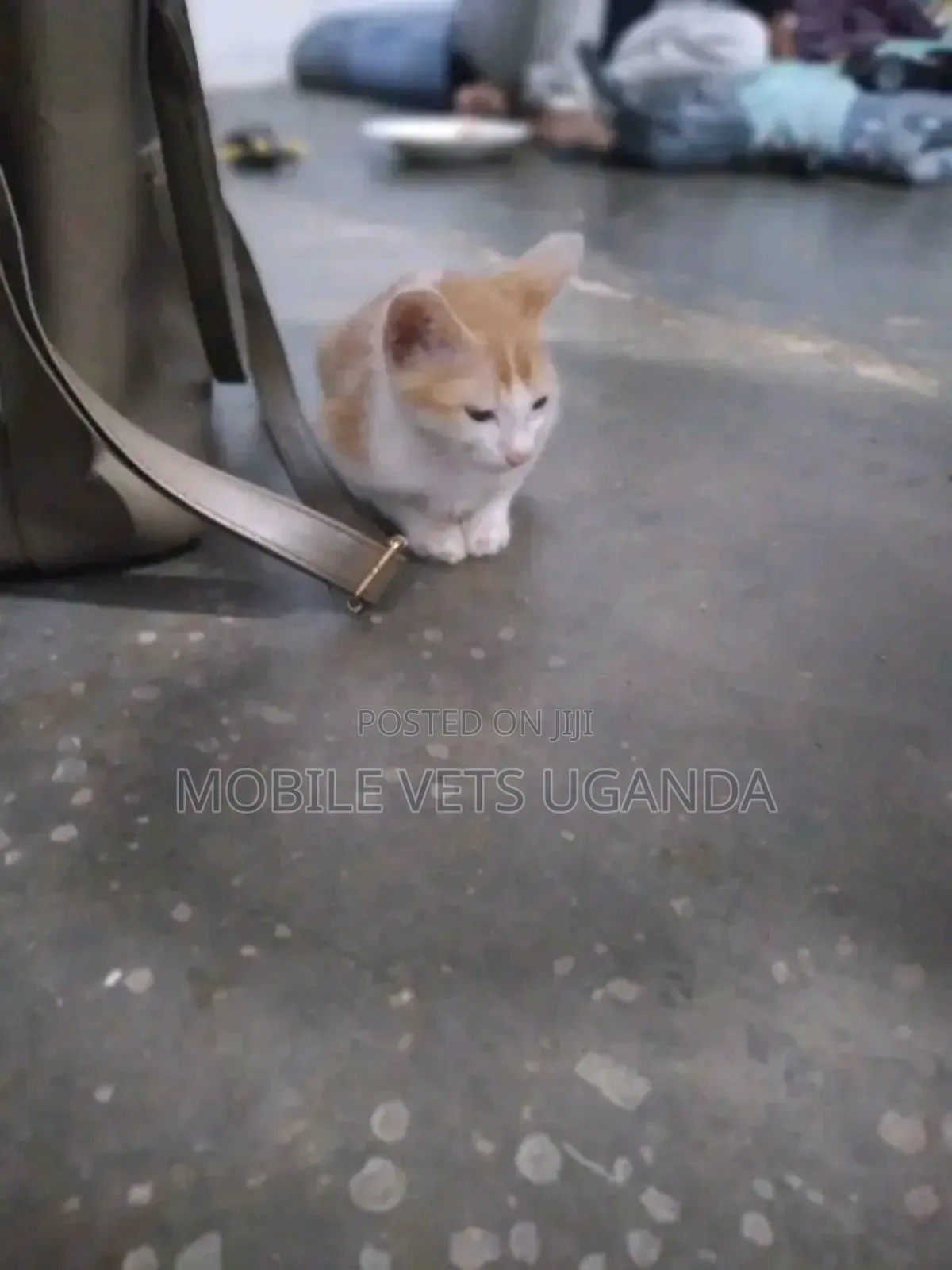 1-3 months Female Purebred British Shorthair