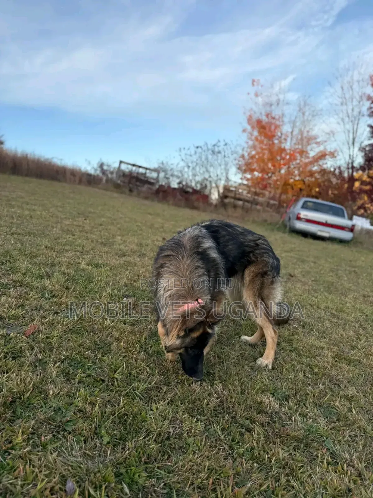 6-12 months Male Purebred German Shepherd