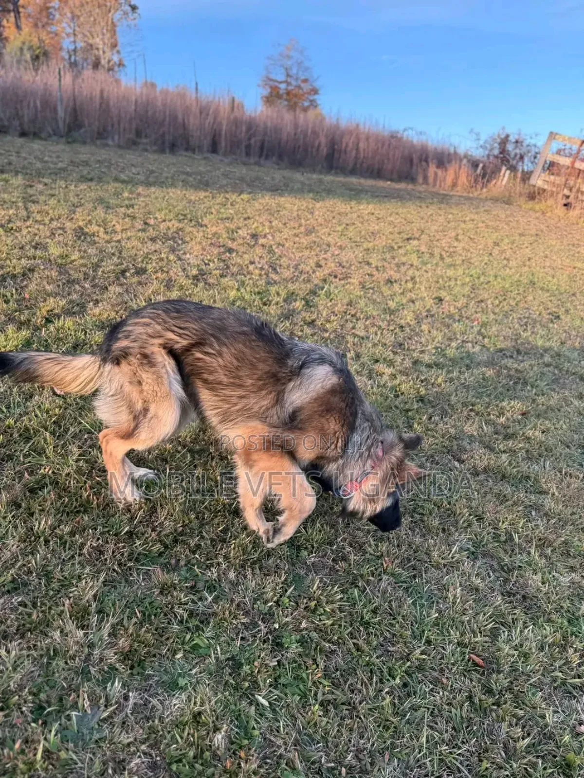 6-12 months Male Purebred German Shepherd