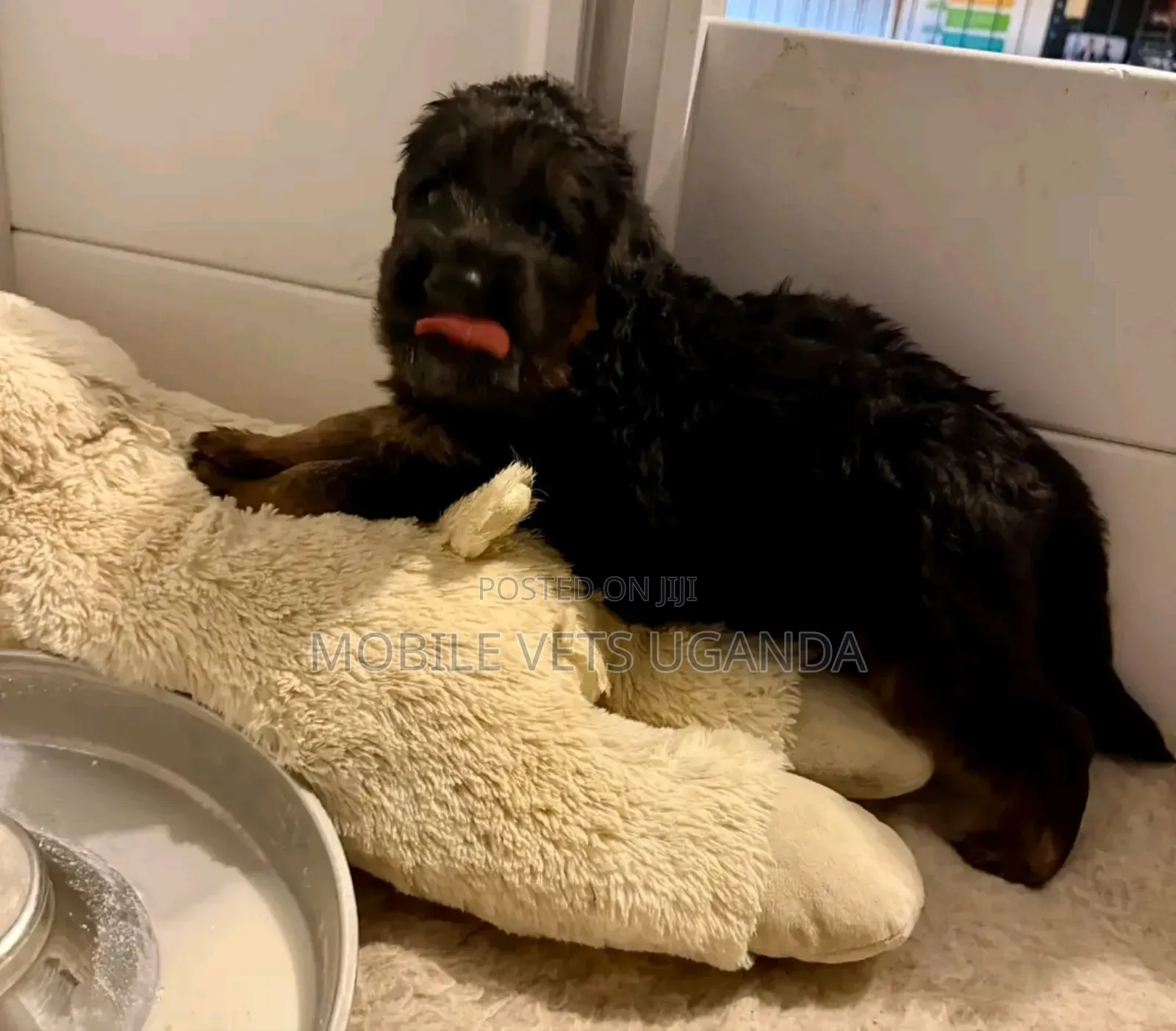 1-3 months Male Purebred German Shepherd
