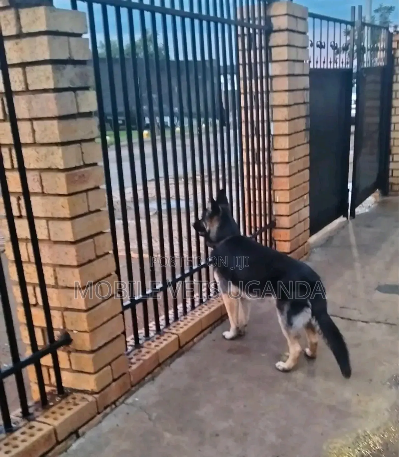 6-12 months Male Purebred German Shepherd