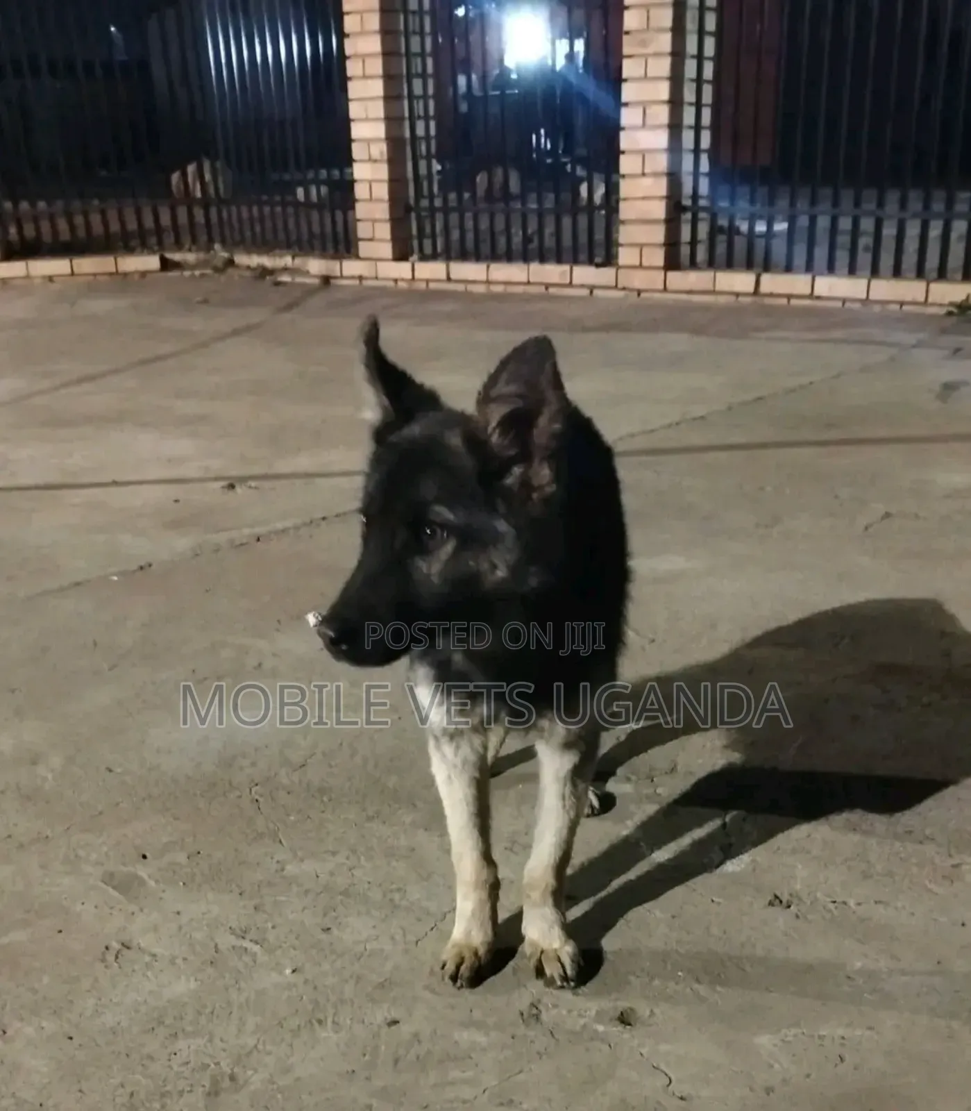 3-6 months Male Purebred German Shepherd