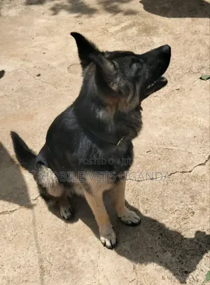 6-12 months Female Purebred German Shepherd