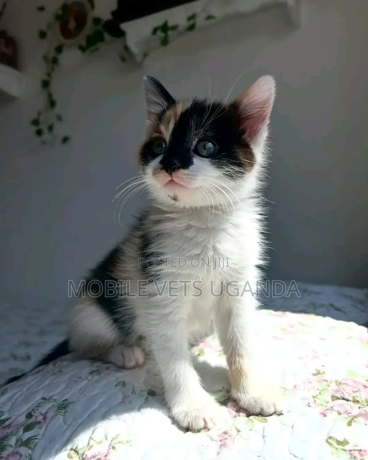 1-3 months Male Purebred Oriental