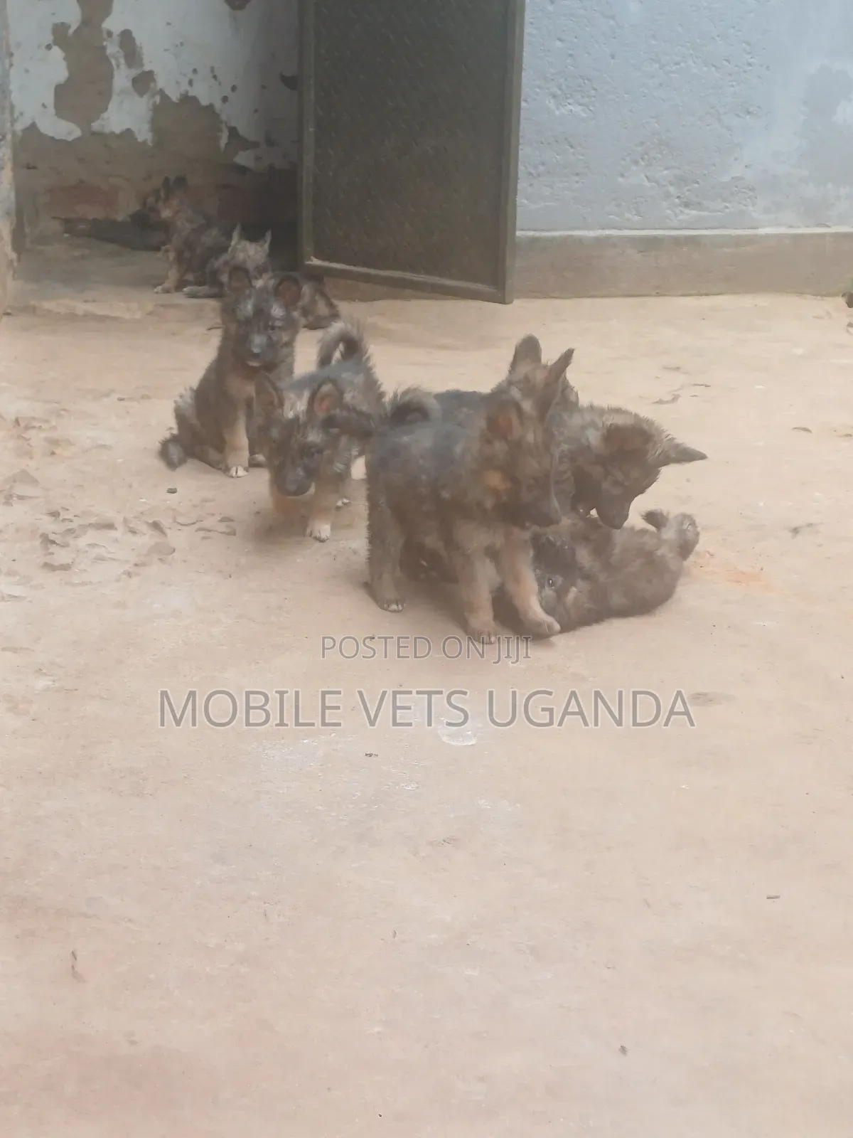 1-3 months Male Purebred German Shepherd