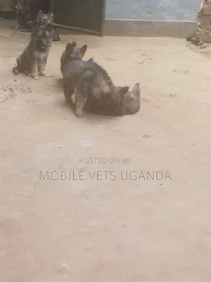 0-1 month Male Purebred German Shepherd