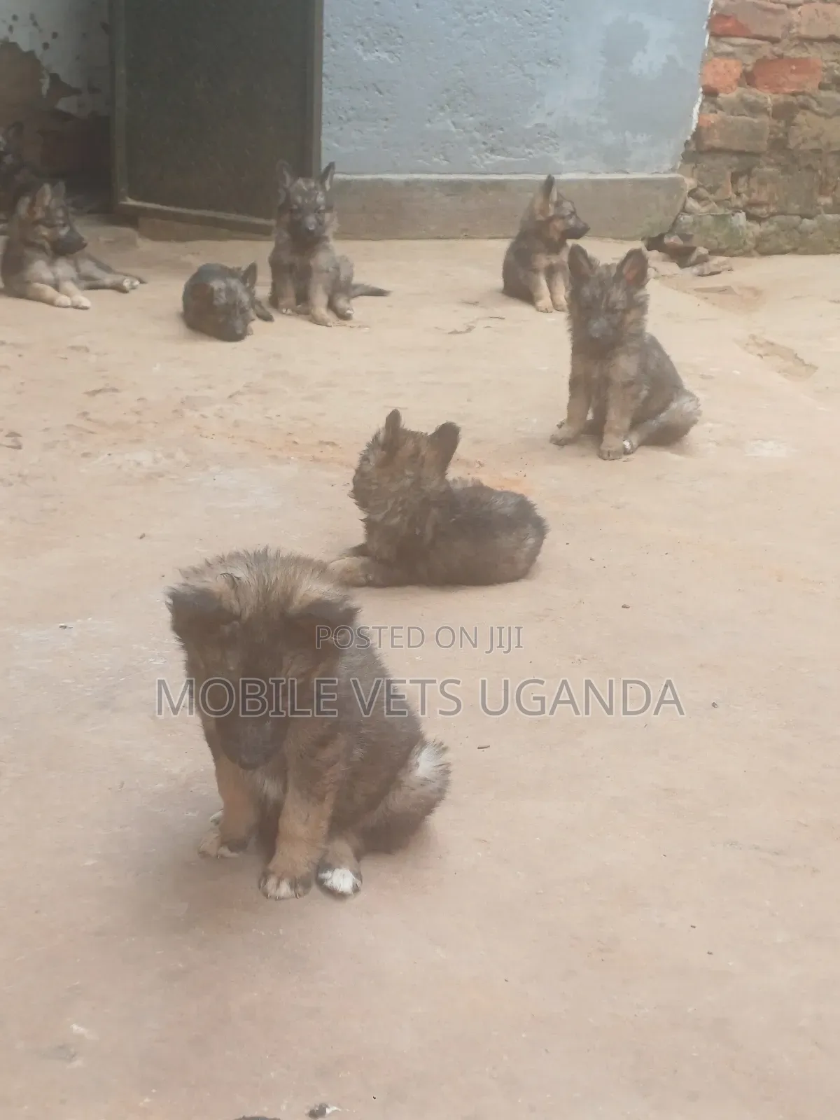 1-3 months Female Purebred German Shepherd
