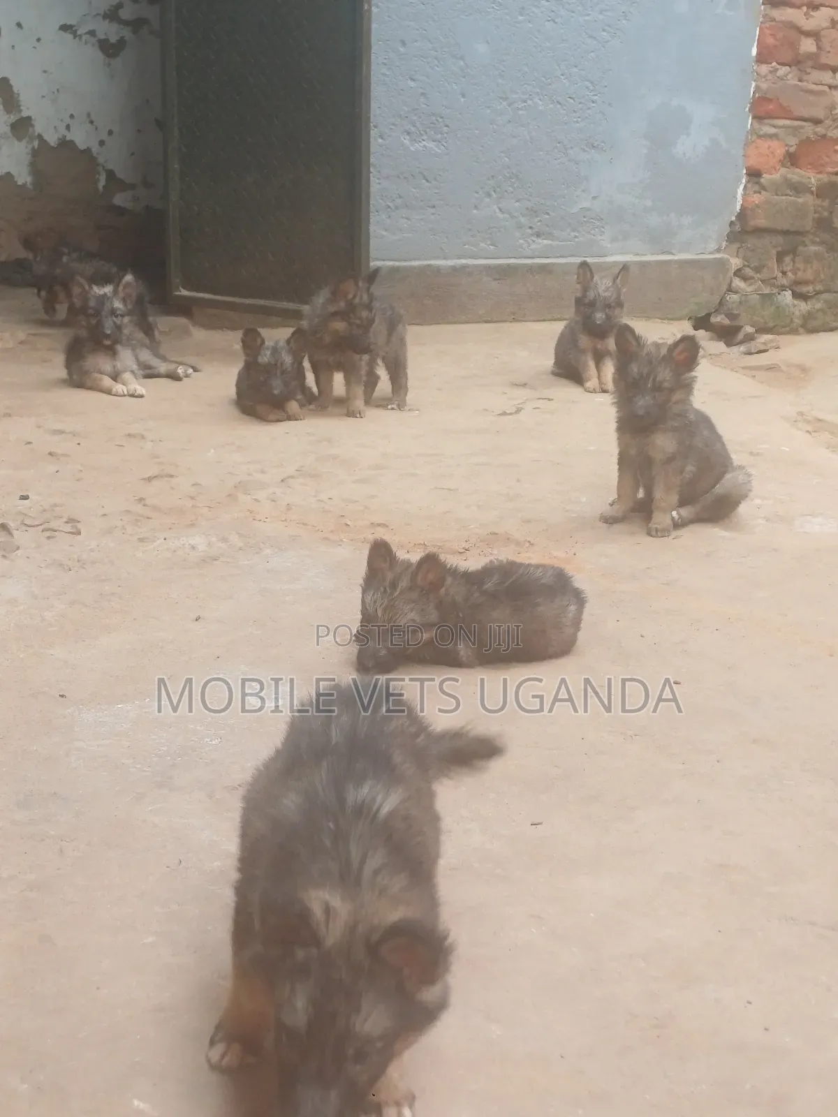 1-3 months Female Purebred German Shepherd
