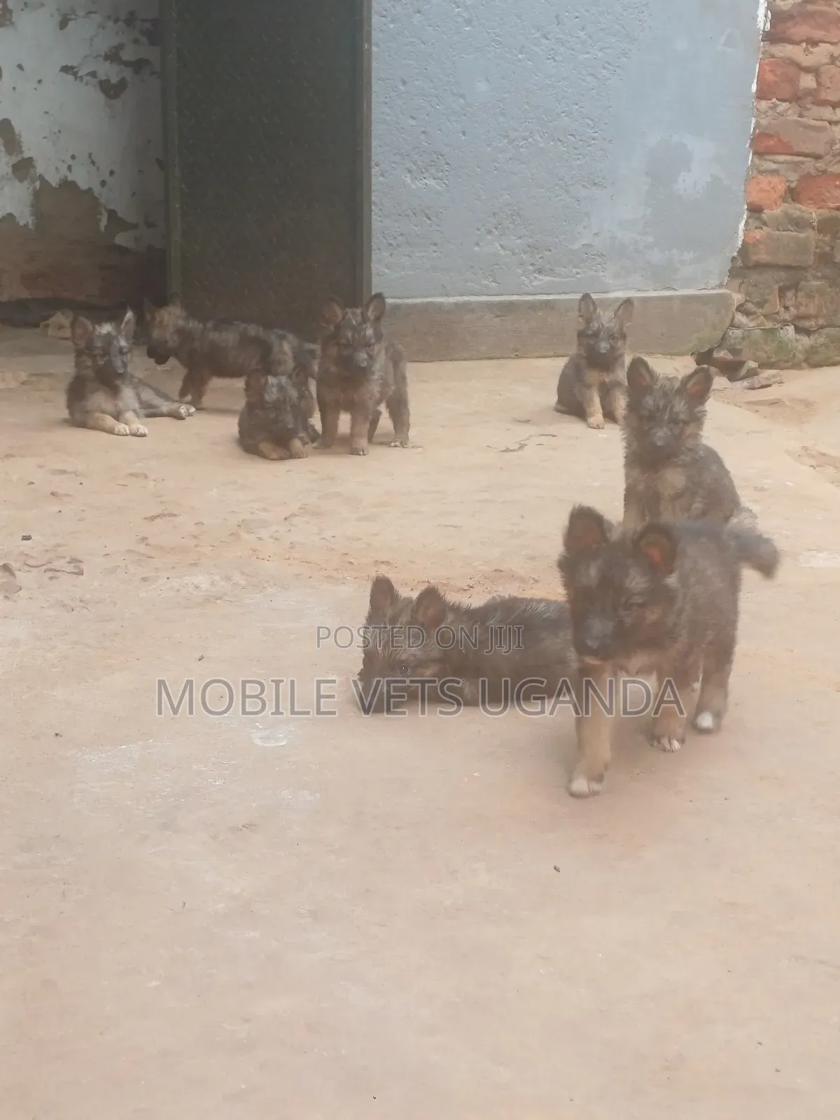 1-3 months Female Purebred German Shepherd