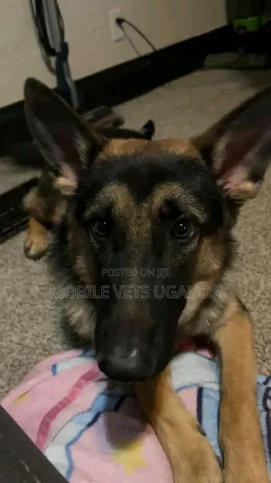1-3 months Male Purebred German Shepherd