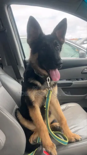 1-3 months Male Purebred German Shepherd