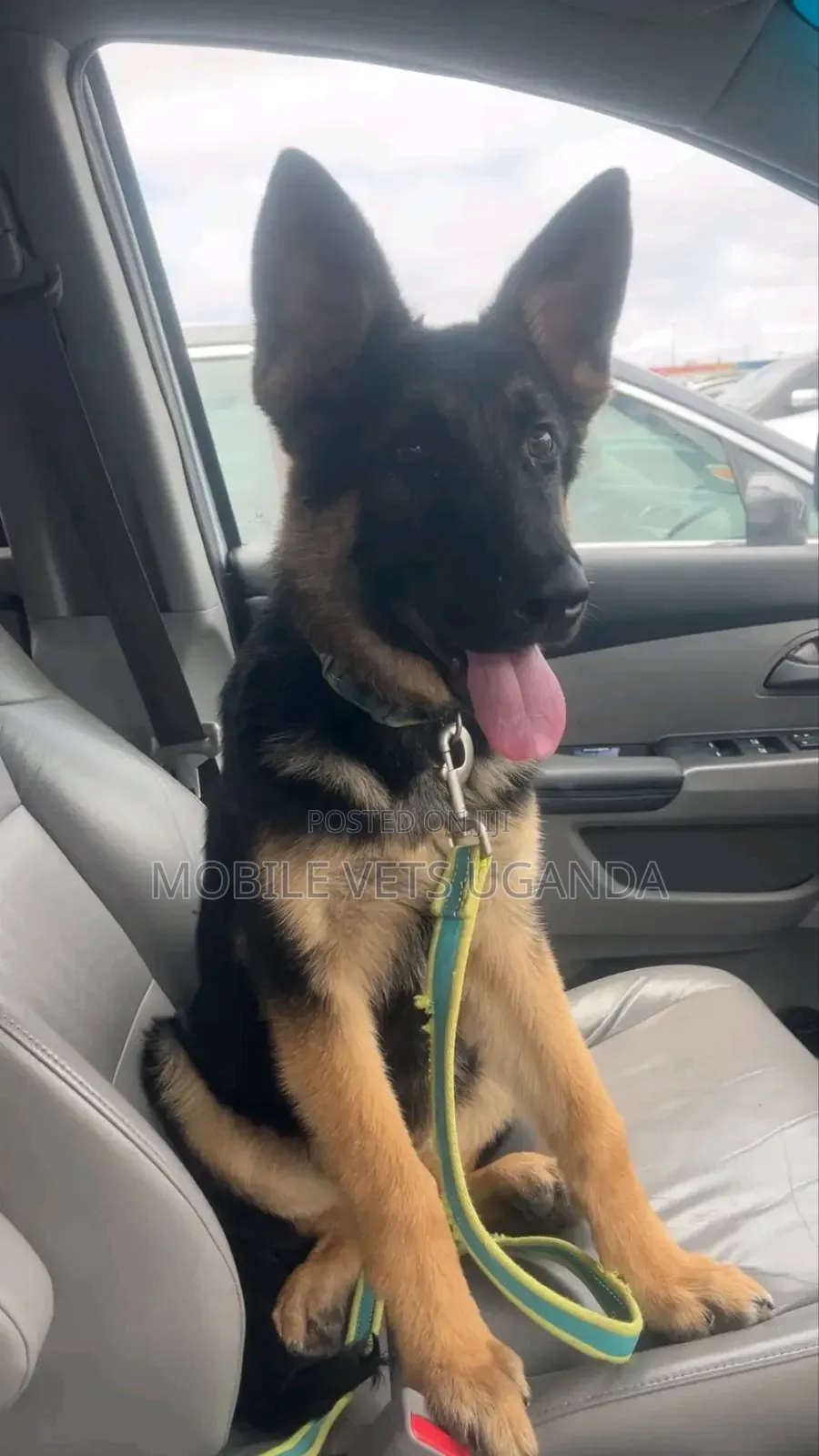 1-3 months Male Purebred German Shepherd