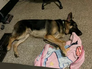 6-12 months Female Purebred German Shepherd