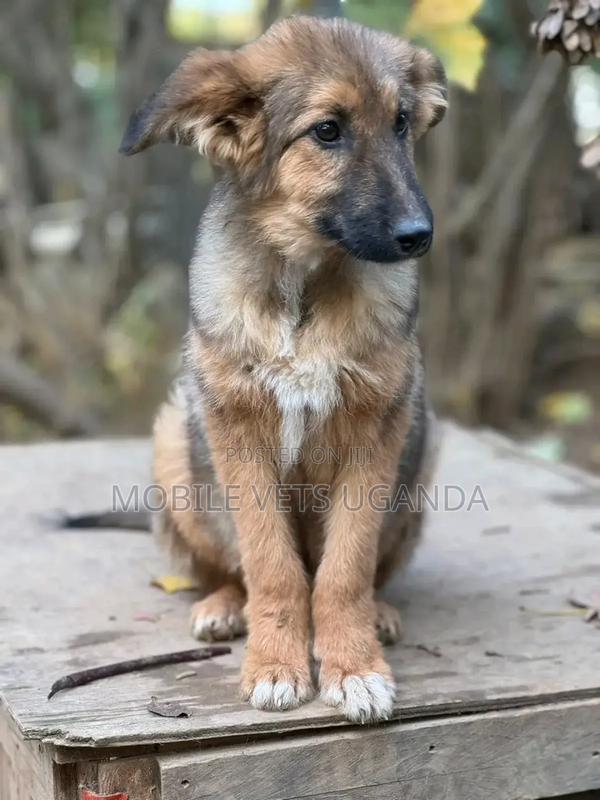 3-6 months Male Purebred German Shepherd