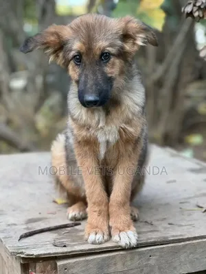 1-3 months Female Purebred German Shepherd